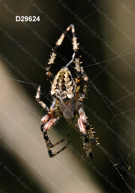 Araneus nordmanni